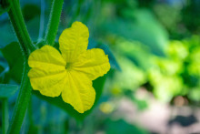 Эр из огуречной страны - Ева Финова