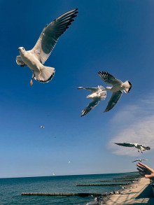 Чайка по имени Джонатан Ливингстон - Ричард Бах