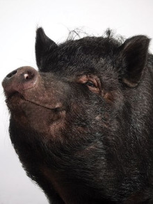 Поросячья этика - Генри О.